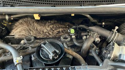 VIDEO: Raccy Road: Raccoon Rescued From Car Engine