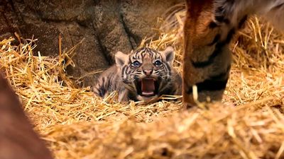 VIDEO: Roarsome! Newborn Tiger Cub Is A Boy, Says Zoo
