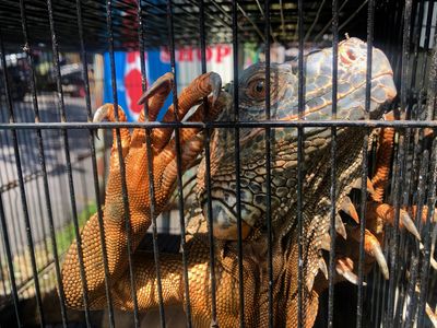 Experts warn of ‘biosecurity risk’ at bustling Bali Bird Market