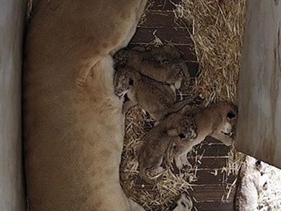 Five lion cubs born at SA zoo