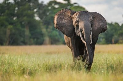 Saudi tourist trampled to death by elephant on safari in Uganda