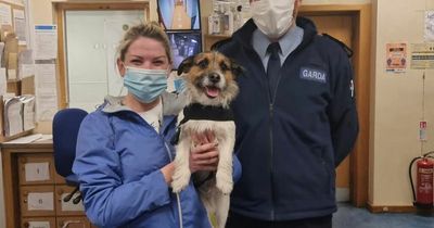 Happy pooch reunited with owner after spending day in city centre garda station
