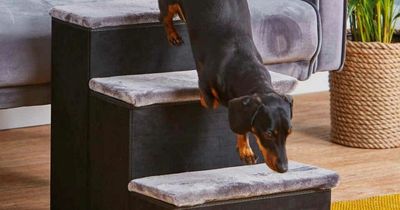 Aldi is selling £5.99 pet stairs so your dog can climb onto your bed with ease