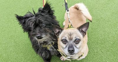 Food-loving dogs named Fish and Chip are looking for a forever home together in Wales