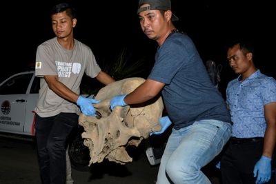 Indonesia jails poachers over killing of 5 Sumatran elephants