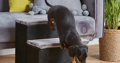 Aldi is selling pet stairs for £5.99 so your dog can climb into bed with ease