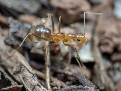 Ant invaders wage war on Aussie lizards