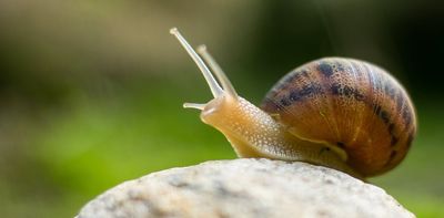 Climate and extinction crises move too slowly for us to pay attention – here's the answer