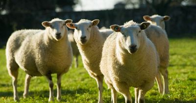 20 sheep 'worried to death' and scores more injured near Glasgow
