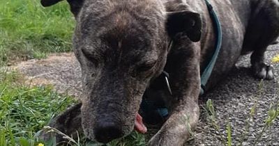 Lurcher spends three years in kennels waiting for somebody to notice him