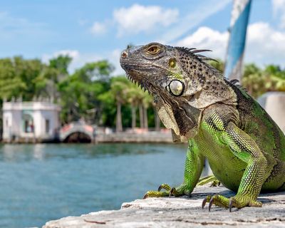 Florida weather forecasters warn of iguanas falling from trees during cold front