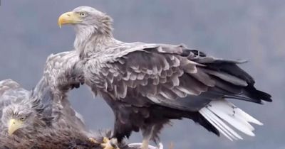 UK's oldest white-tailed eagle spotted on Isle of Mull