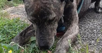 'Is there no one out there who wants me?' Dog spends three years in kennels waiting for somebody to notice him