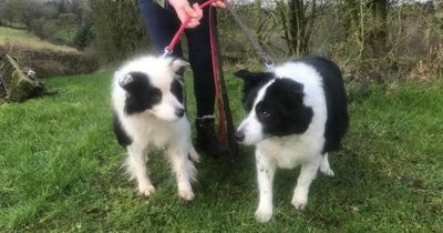 RSPCA's urgent appeal to rehome two elderly dogs who've been lifelong friends