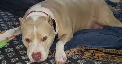 'Loving' dog saves her owner's life after he rescued her from the pound