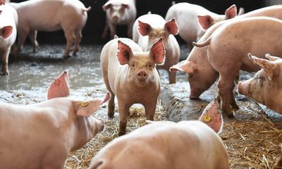 British farmers call for summit on worsening pig-cull crisis