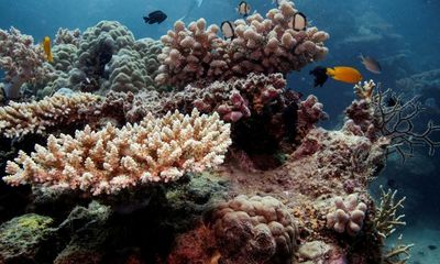 Morrison government announces $1bn pledge for Great Barrier Reef over the next decade