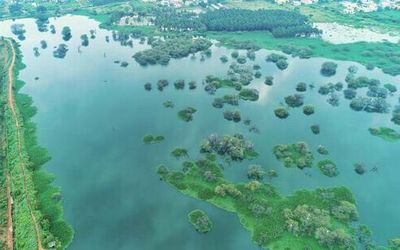 Coimbatore’s Vellalore Lake is now a butterfly hotspot