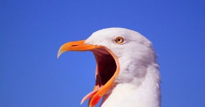 Seagulls problem latest: Dumfries and Galloway Council considering serious action