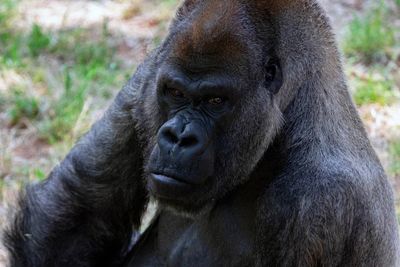 World's oldest male gorilla dies at Atlanta zoo at age of 61