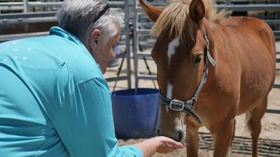 Brumby re-homing policy 'airy fairy' say volunteers removing wild horses from national parks