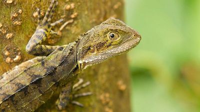 Sydney news: Police investigate after water dragons shot with darts on Sydney's northern beaches