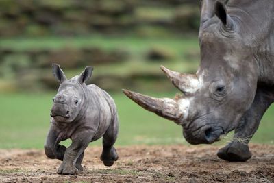 Six-week-old rhino calf explores enclosure for first time