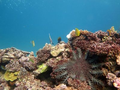 Australia pumps cash into Great Barrier Reef protection