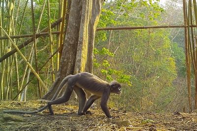 Myanmar’s ghostly monkey among new species found in Mekong region