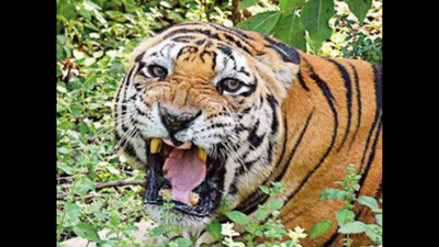 Madhya Pradesh to get 2 more tiger reserves
