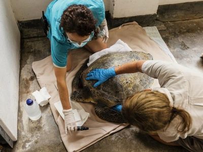 Injured turtle treated at Taronga hospital