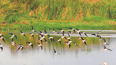 2-day bird survey on Tamil Nadu coast to begin today