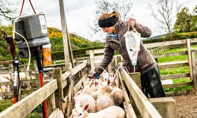 UK risks falling behind on reducing farm antibiotics after EU ban