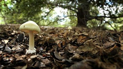 Death cap mushroom warning for Canberra