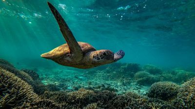 Australian PM's $700M Great Barrier Reef plan slammed for failing to address climate crisis