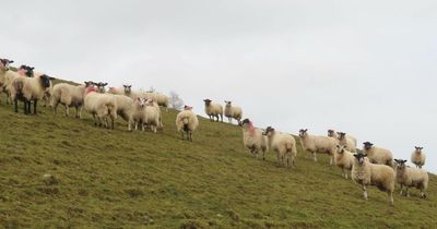 Police appeal after 20 sheep die from 'sheep worrying' at Lanarkshire farms