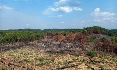 Illegal logging threatens Cambodia’s indigenous people, says Amnesty