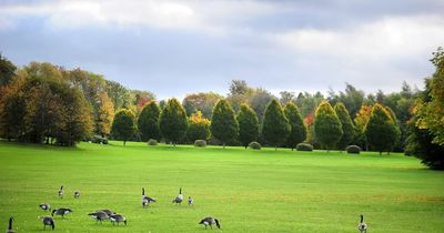 Suspected bird flu cases at Oldham park after six geese found dead