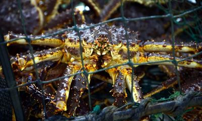 King crabs invade UK waters threatening native species