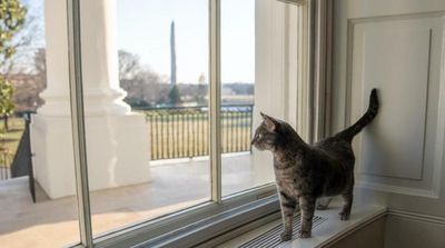 Bidens Welcome Willow the Cat to the White House