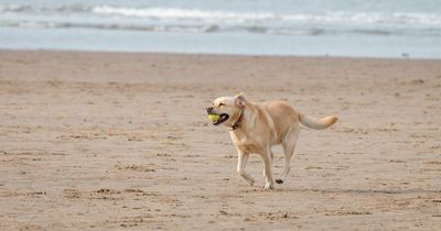 Dog walkers warned to avoid beaches as mystery illness 'still rapidly spreading'