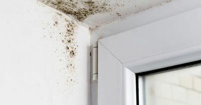 Tips on preventing condensation and black mould from spreading in your home shared by experts
