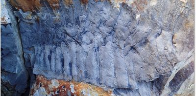 How we discovered a rare giant millipede fossil on a beach – and why it matters