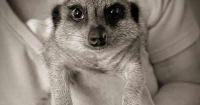 West Lothian restaurant to host 'crazy critter' event where you can pet meerkats