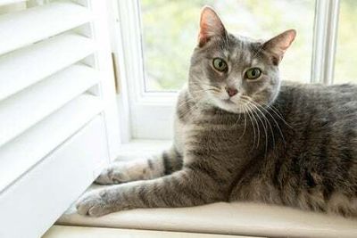 Bidens welcome pet cat Willow to the White House