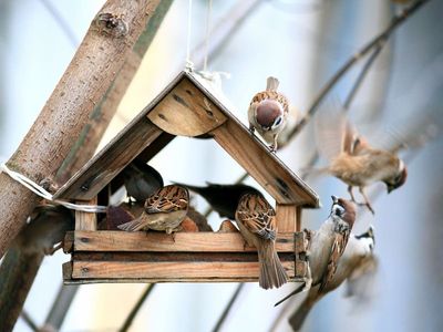 RSPB Birdwatch 2022: What is it and how to take part