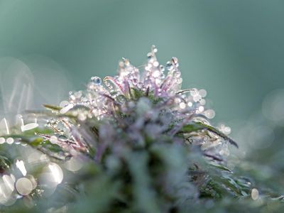 Fire & Flower Launches E-Commerce Dispensaries For Canadian Licensed Producers' Brands