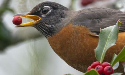 Birds are remarkable and beautiful animals – and they’re disappearing from our world