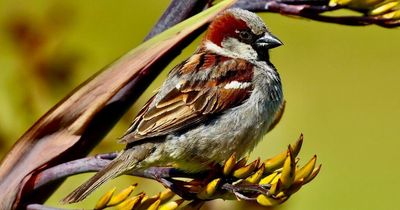 RSPB Big Garden Birdwatch: Top tips on attracting birds to your garden from North East expert
