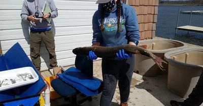 Hooks, habitat, muskies: Updating the muskie-tracking study at Shabbona Lake and the broader study